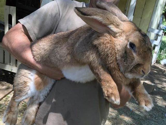 سب سے وزنی خرگوش