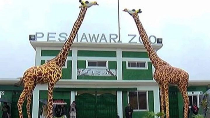  89 اقسام کے جانوروں اور پرندوں کو 4 درجات میں تقسیم کرکے سالانہ فیس مقررکی گئی ہے۔فائل فوٹو