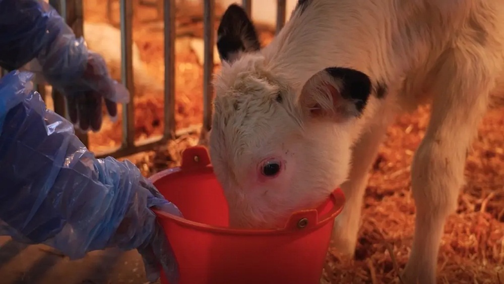  چینی سائنسدانوں نے جانورکے کان کے ٹشو کا استعمال کرتے ہوئے تین بچھڑوں کی کلوننگ کی۔ فائل فوٹو