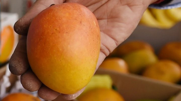 بھارت کے الفانسو آم بہترین ذائقے کی وجہ سے دنیا بھر میں مشہور ہیں ،فائل فوٹو