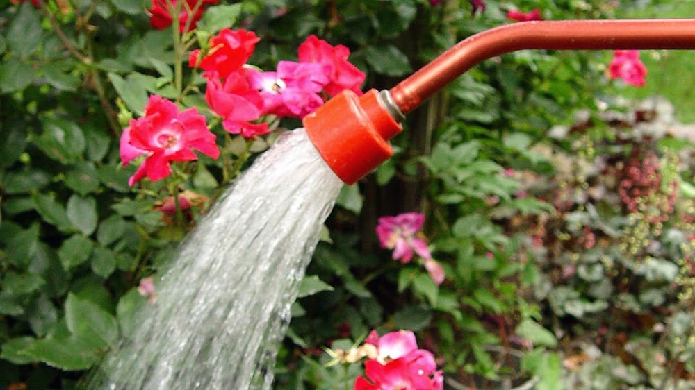 جانور ان آوازوں کو غالبا سن سکتے ہیں۔ فائل فوٹو