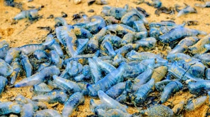 کھلے سمندر میں شکار پر پابندی کے دِنوں میں ماہی گیروں کو متبادل روزگار ملنے لگا، فائل فوٹو