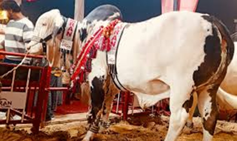  حصہ داروں کے علم میں لائے بغیر منافع جائز نہیں، مفتیان کرام، فائل فوٹو