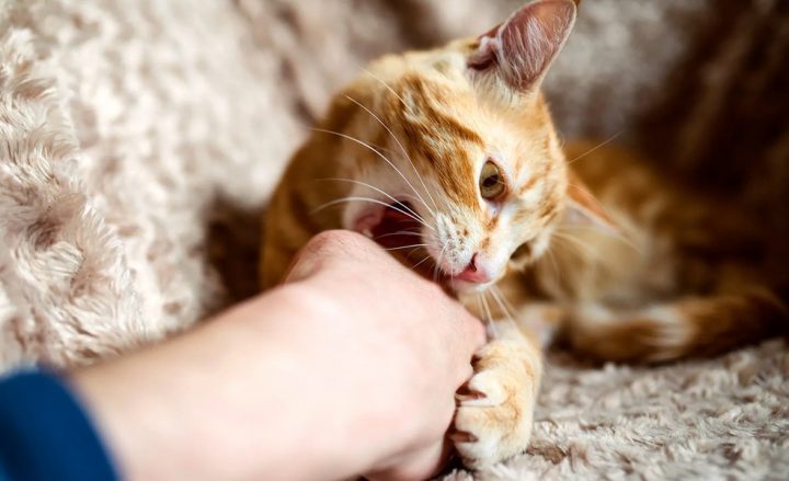 بیشتر کی عمر 13 سے 19 برس کے درمیان ہے- بروقت ویکسی نیشن نہ ہونے سے ریبیز کا خطرہ ہوسکتا ہے، فائل فوٹو