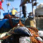 بحیرہ روم اور یحیرہ اسود کی آبی حیات میں اضافہ ریکارڈ